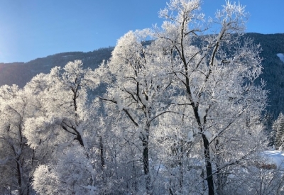 winter-frost-bäume-c-brugger